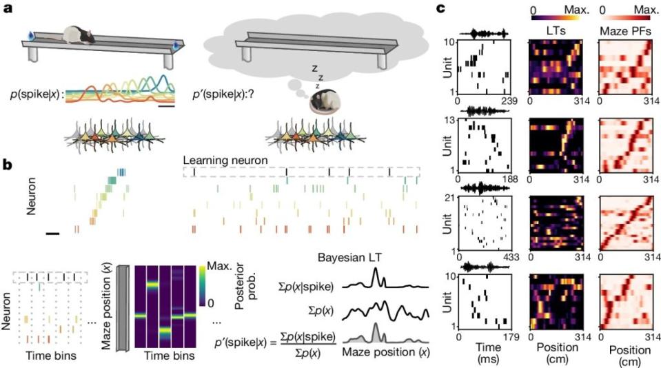 a. 海馬體的位置細胞在迷宮中顯示對特定位置的調整，當動物在迷宮外睡覺或休息時，這些神經元的活動可能代表內部生成的位置模擬。b. 使用貝葉斯學習方法來評估每個神經元在內部生成的認知空間中的調整，基於其他神經元在迷宮中的調整。c. 例子顯示在休息和睡眠期間記錄的單個波事件中的調整，包括尖峰圖、波信號以及從這些事件中學習到的單位調整。（圖／Nature）