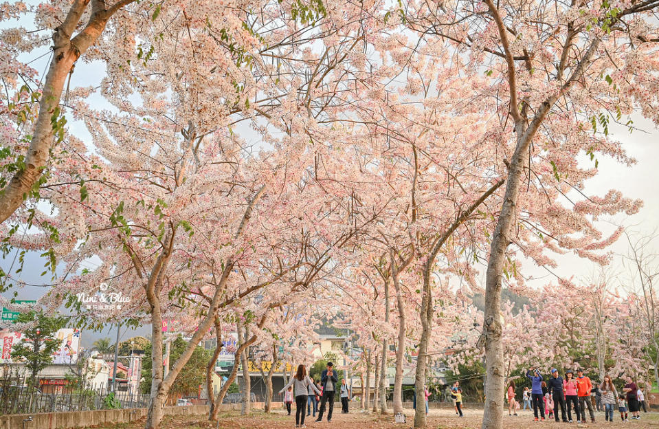 南投埔里｜國道6號最後一個出口 賞花旗木