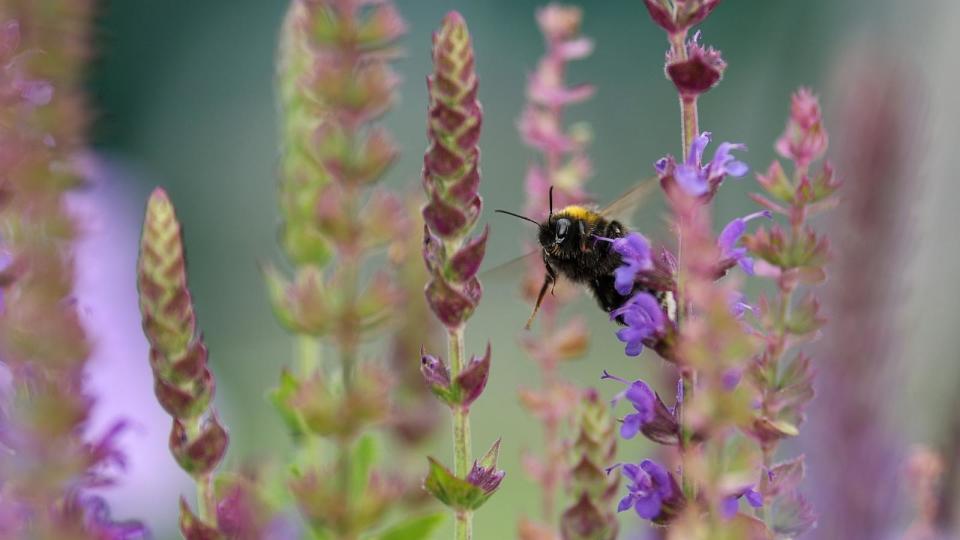 PHOTO: A bee gathers nectar from purple flowers during day six of The Championships Wimbledon 2023 at All England Lawn Tennis and Croquet Club on July 8, 2023 in London. (Charlotte Wilson/offside/Offside via Getty Images)