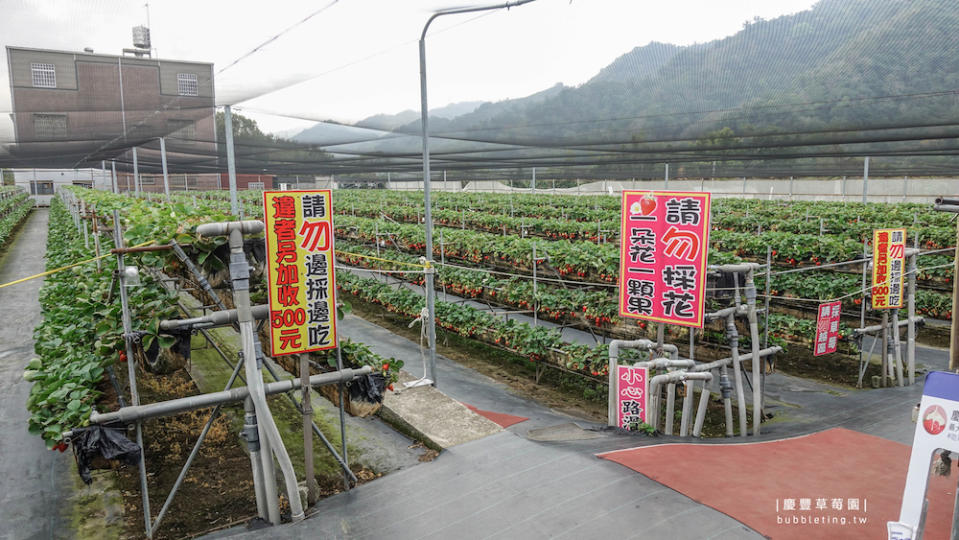 苗栗｜慶豐草莓園