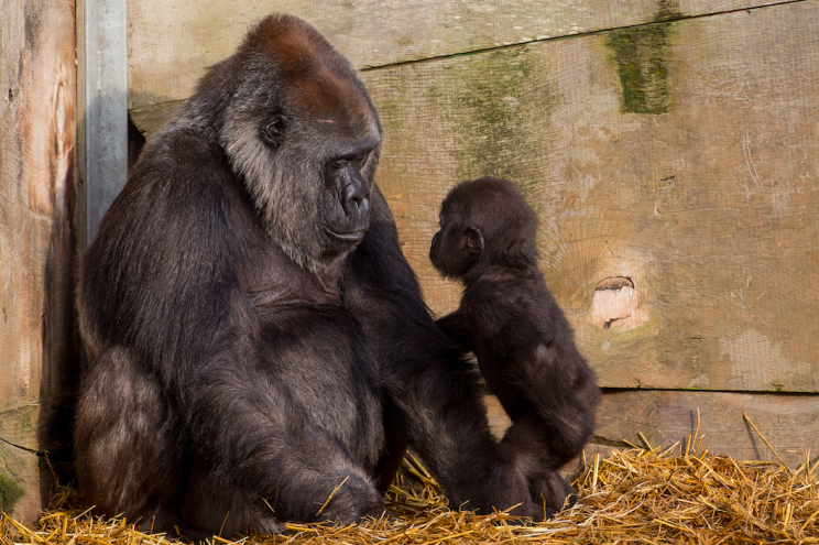 Foster family: Afia has now fully bonded with her new mum, Romina (SWNS)