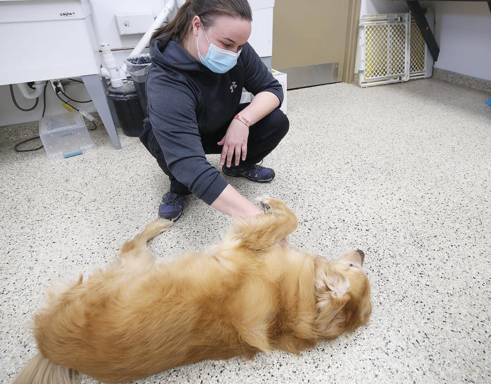 Nali receives a belly rub from Jesy Cordle, group specialist in the adventure-therapy program at the Buckeye Ranch on Jan. 26.