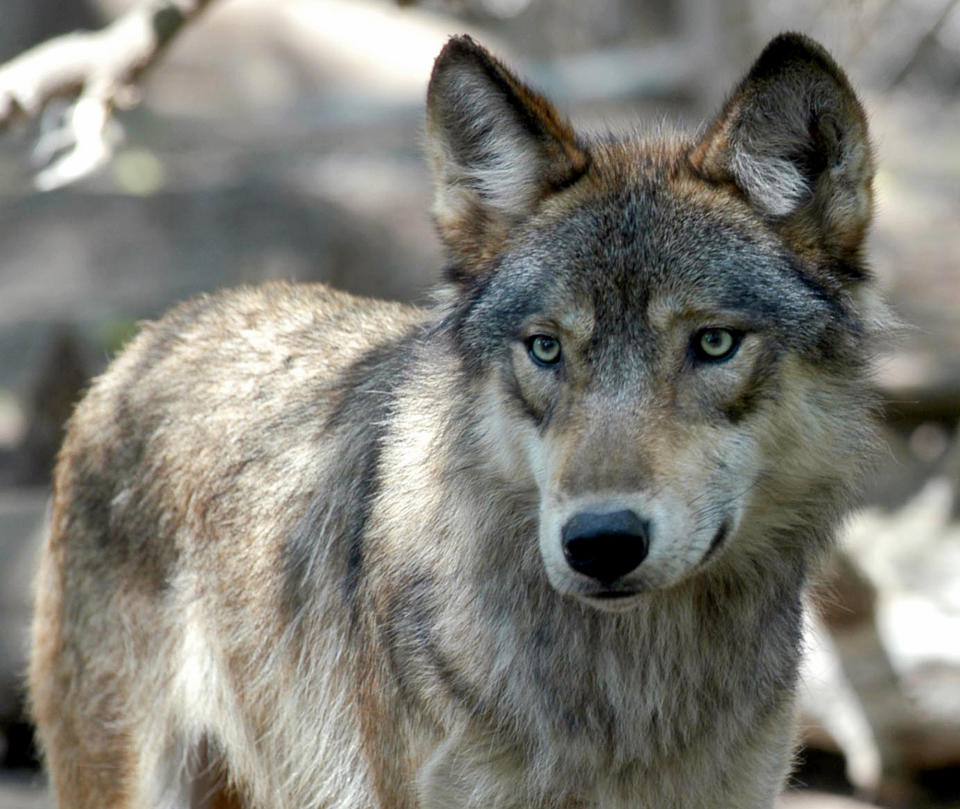 FILE - In this July 16, 2004, file photo, a gray wolf is seen at the Wildlife Science Center in Forest Lake, Minn. Government officials say they are reviewing a report from a scientific panel that faulted plans to lift protections for the animals (AP Photo/Dawn Villella, File)