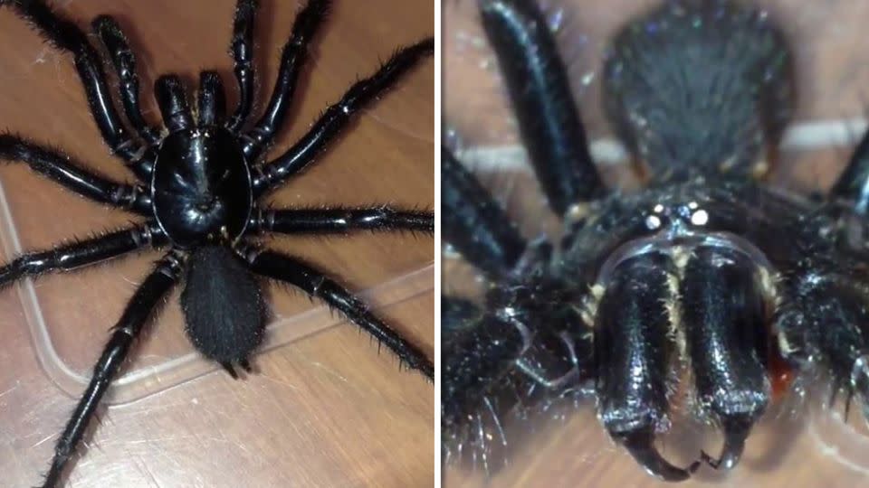 Nicole Wedlock came within centimetres of the extremely venomous arachnid so she could film a series of tiny little bugs swarming over the top of it. Source: Facebook / Nicole Wedlock