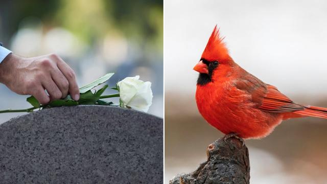 Cardinals as 'messengers from heaven': What does it mean when you