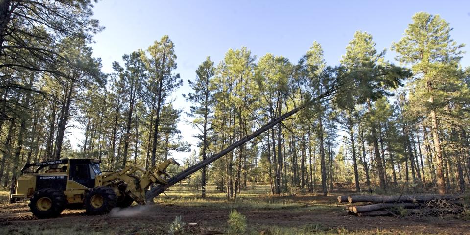 FILE - In this Aug. 25, 2009, file photo, logging equipment cuts down a tree near Reserve, N.M. A federal judge has halted tree-cutting activities on all five national forests in New Mexico and one in Arizona until federal agencies can get a better handle on how to monitor the population of the threatened Mexican spotted owl. The order issued earlier Sept. 2019, out of the U.S. District Court in Tucson covers 18,750 square miles. (AP Photo/Chris Carlson, File)