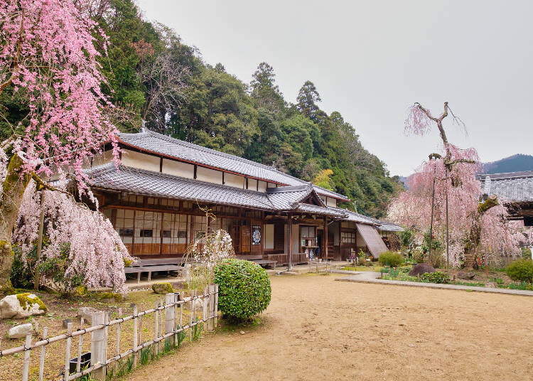 Koito-shidarezakura and Beni-shidarezakura paint the temple grounds