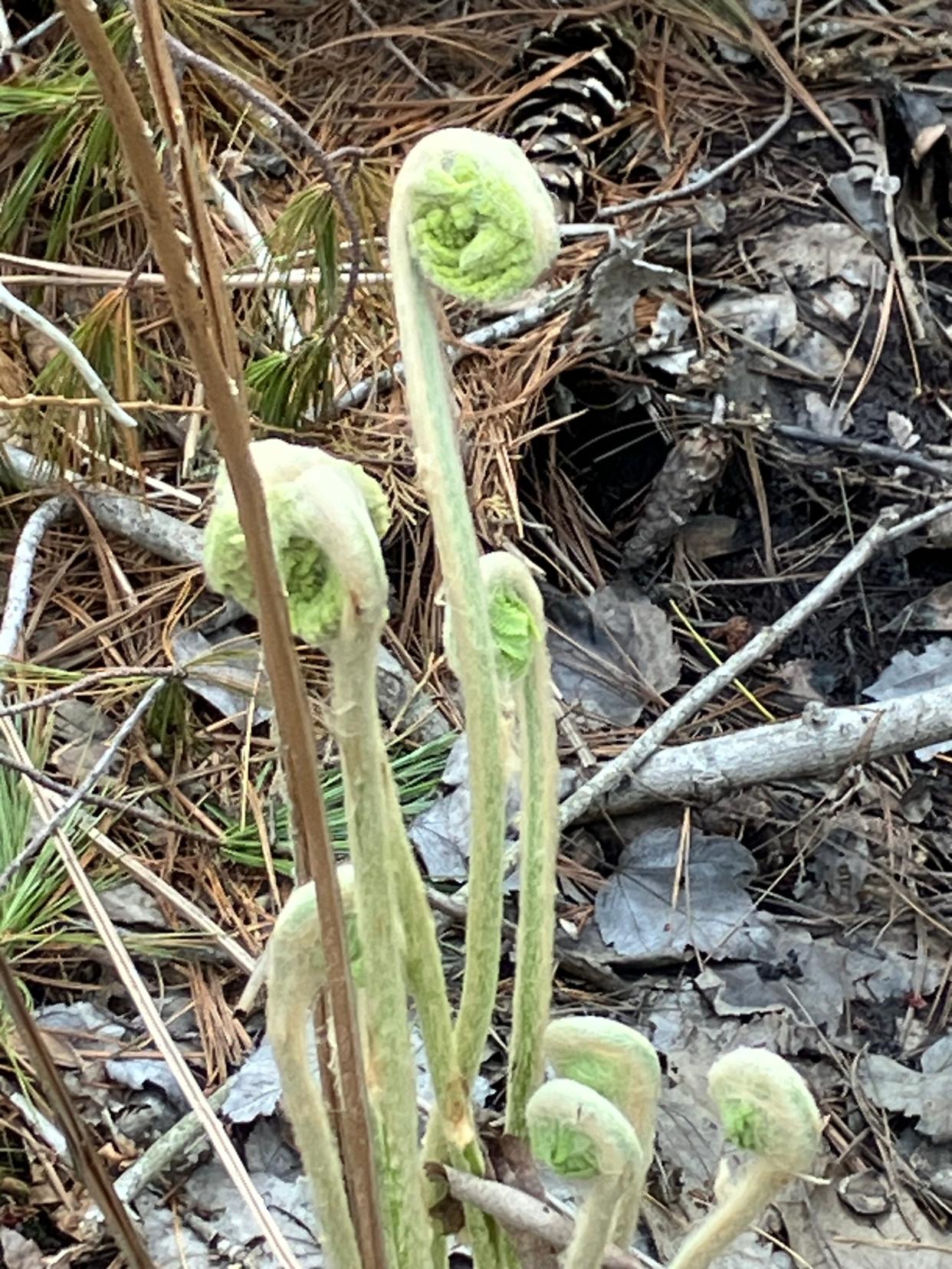 Patches of fiddlehead ferns grow in the wetlands on the western end of the preserve.