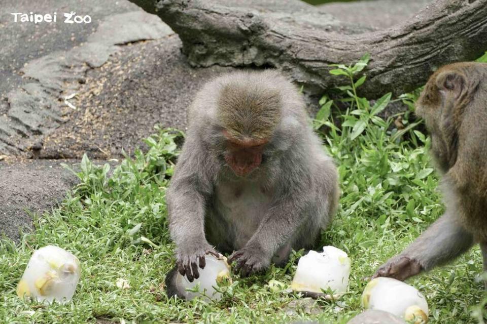 夜宿動物園營隊，將於7月分2梯次登場。   圖：台北市立動物園／提供