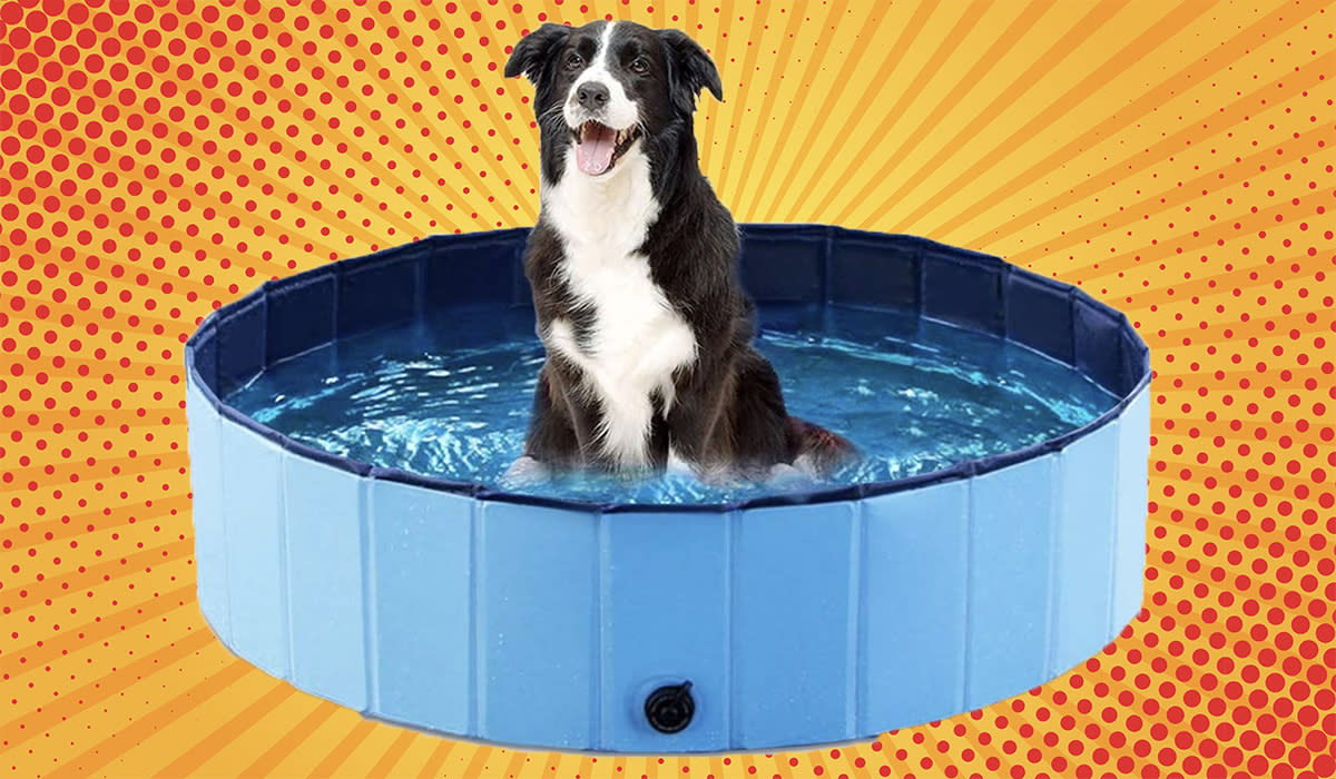 Black and white dog in a collapsible pool.