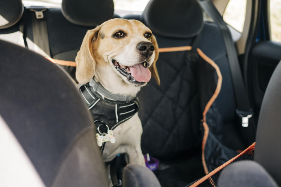 Your pups will stay secure and comfy in this hammock for the car. (Source: iStock)