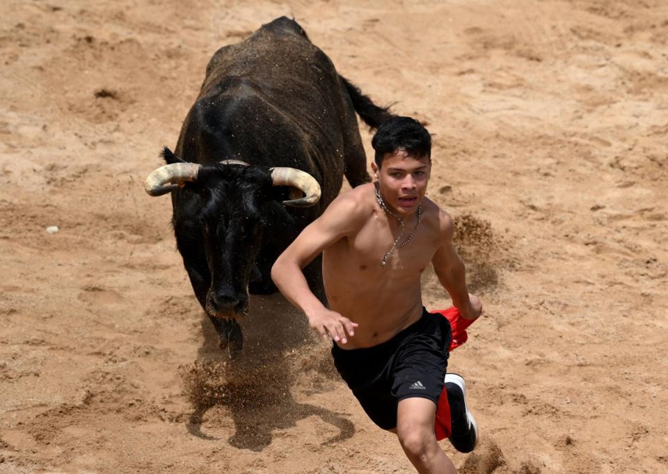 Dateibild: Das Festival, bei dem Bullen auf die Straße gelassen werden und Läufer vor ihnen herrennen, bleibt in Spanien ein kontroverses Thema (AFP via Getty Images)