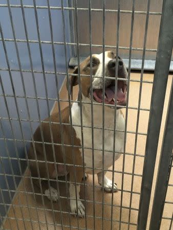 An impounded American Staffordshire terrier-Great Dane mix dog is seen in this County of San Diego Department of Animal Services photo released on April 22, 2016. A dog lying in bed with a San Diego couple and their infant boy was startled by the mother and bit the child to death on Friday, police said. REUTERS/County of San Diego Department of Animal Services/Handout via Reuters