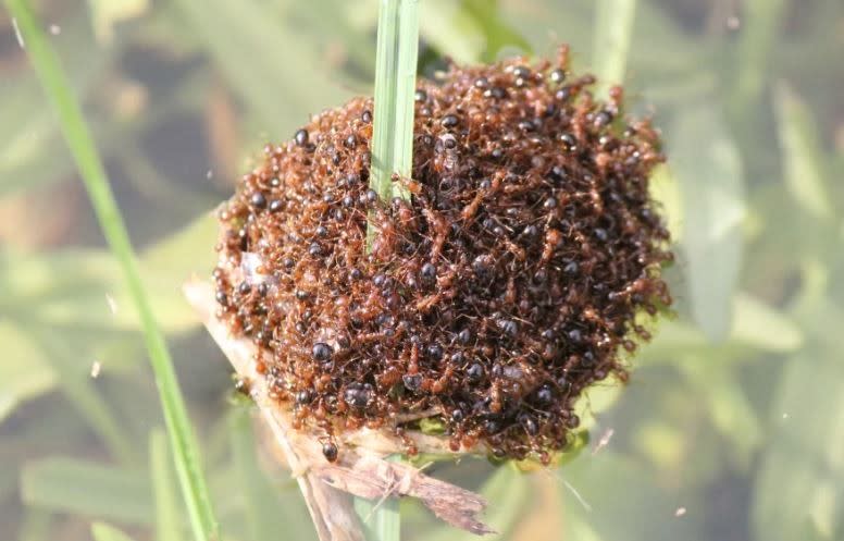 在澳洲黃金海岸一處水面上拍攝到的入侵紅火蟻「蟻舟」。翻攝Invasive Species Council／CNN