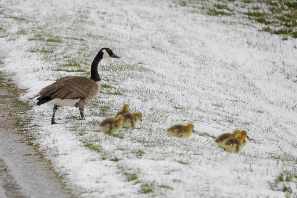 A family of Canada geese brave a snowy slope in Lanesborough, Mass., the morning after an unseasonably cold and snowy night on Saturday, May 9, 2020. Mother’s Day weekend got off to an unseasonably snowy start in areas of the Northeast thanks to the polar vortex. While Manhattan, Boston and many other coastal areas received only a few flakes, some higher elevation areas in northern New York and New England reported 9 inches or more. (Stephanie Zollshan/The Berkshire Eagle via AP)