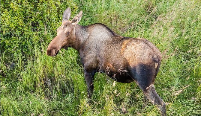 cow moose in Alaska