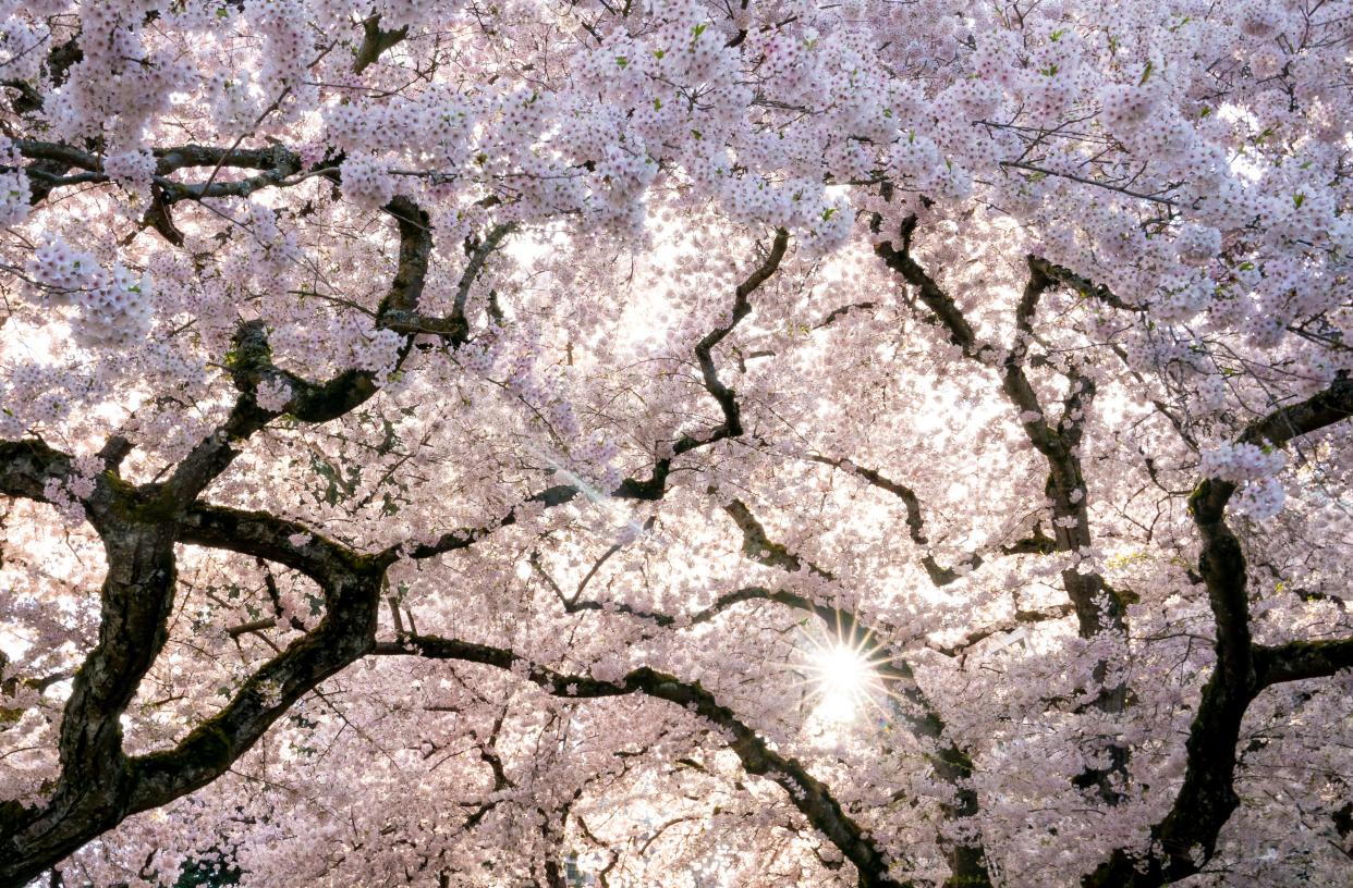 The Yoshino cherry trees are characterized by their white blooms.