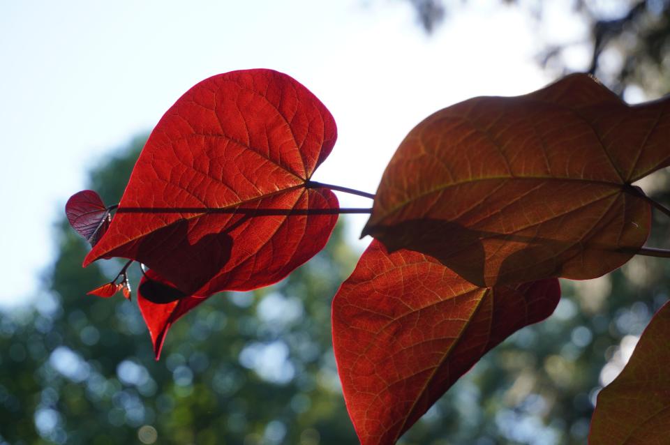 The Burgundy Hearts redbud variant basks in sunlight.