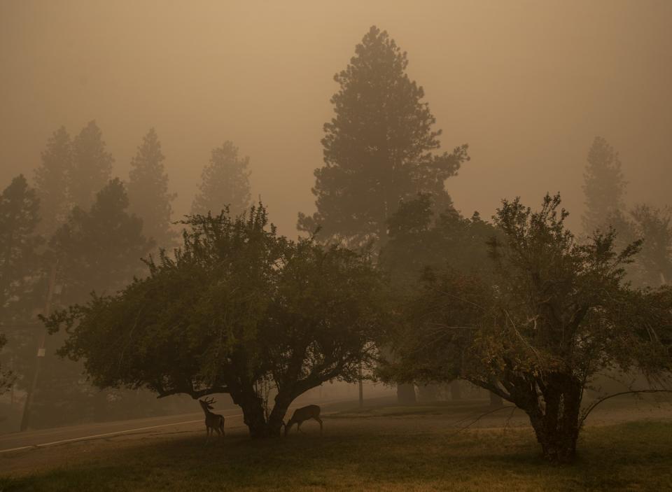 Deer graze in the town of Greenville, consumed by the Dixie fire.