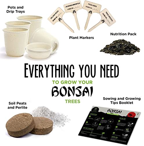 HOME GROWN Bonsai Tree Kit - Premium Bonsai Tree Starter Kit - 4 Variety of Seeds: Japanese Maple, Sacred Fig, Jap. Privet, Cotoneaster - Grow Your Own Bonsai Trees - Father's Day Gifts for Gardeners