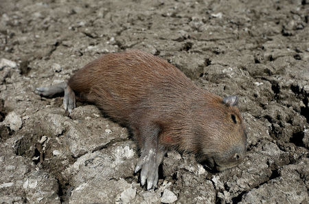 A dead capybara lies in the dried-up river bed of the Pilcomayo river in Boqueron, Paraguay, August 14, 2016. REUTERS/Jorge Adorno