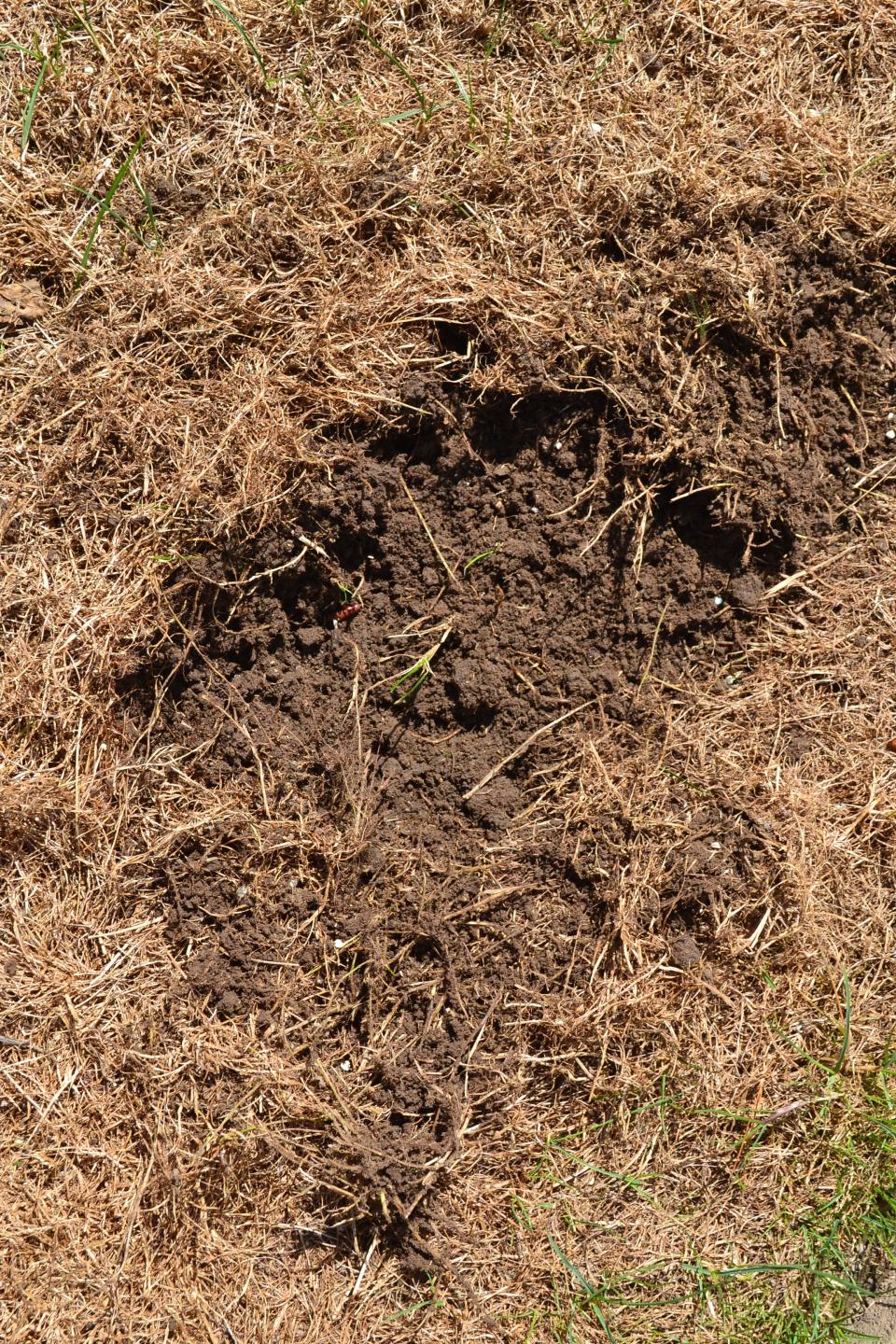 Armyworms destroy grass by eating the blades down to the nub.