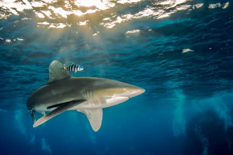 The oceanic whitetip shark could be enticed to Britain by warming waters - Credit: ISTOCK