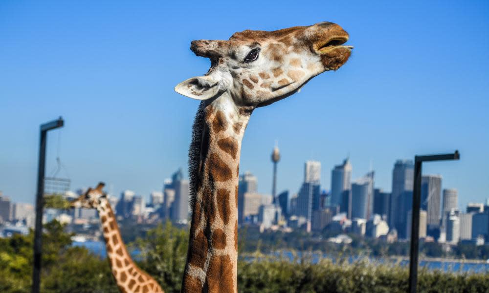 <span>Photograph: Brendan Esposito/AAP</span>