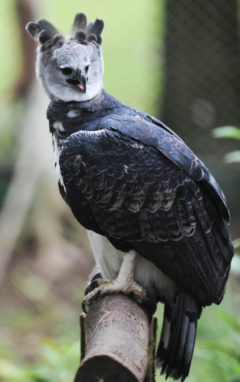 A&nbsp;harpy eagle (Harpia harpyja) named Panama is seen at the Zoo Summit outside Panama City on June 17, 2013. The&nbsp;3-year-old eagle -- the first to be born in captivity at the Miami Metro Zoo -- was given as a present&nbsp;because it is Panama's national bird.