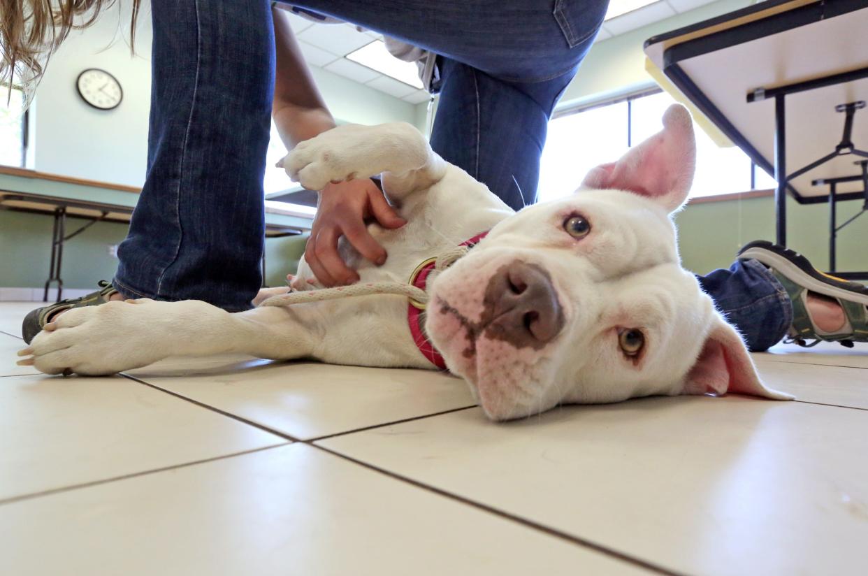 Opal, a three-year-old female pitt bull enjoys a belly scratch by MADACC volunteer and outreach coordinator, Kathy Shillinglaw in this 2015 file photo. MADACC has created a new tool to help reunite lost pets with their families.