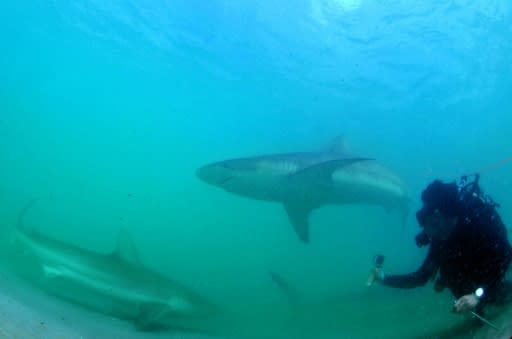 Every winter, as sea temperatures drop, sharks seeking warmer waters head to a northern Israeli shore, drawing enthusiasts hoping for a glimpse of the predators