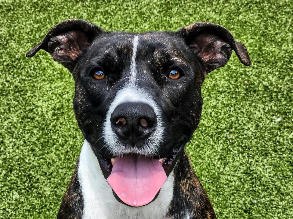 Banks is a 2-year-old American pit bull terrier. He is a dark brindle and white large active neutered male dog. If you have a playful female pup that needs a playmate, he's your guy. Adoptions at the Edmond Shelter are currently by appointment only. To meet Banks call 405-216-7615 during open hours to set up an appointment.