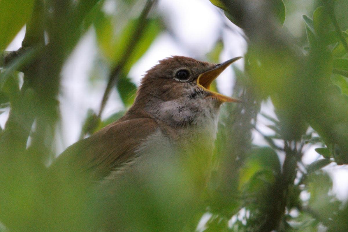 Nightingale singing. Picture: Amy Lewis <i>(Image: Amy Lewis)</i>