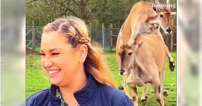 英國一間動物園中的2隻羚羊，在節目採訪時上演活春宮，讓女主持人傻眼。（圖／翻攝自Dailymail）