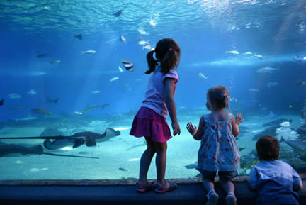 23 Visit an aquarium