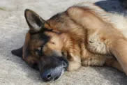 German Shepherd dog sleeping on ground