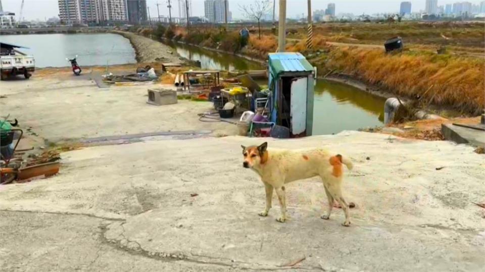 台南魚塭流浪狗橫行！　多隻浪浪泡水中玩耍、抓虱目魚引民怨