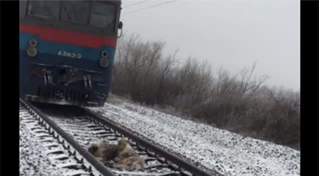 Video was added to Facebook which shows a train passing over the dogs. Source: Facebook