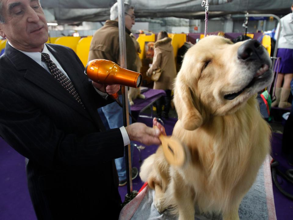 Henry, a golden retriever, in 2013.