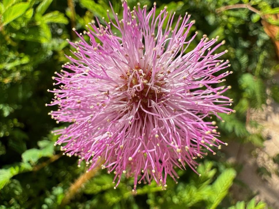 The powderpuff flowers of the sunshine mimosa.