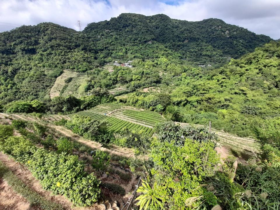 遇茶展中心步道叉路右轉後不久，便可看到廣闊山谷和大片的茶園。   圖：北市大地處／提供