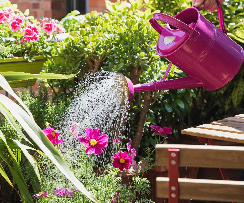 pink watering can watering outdoor plants