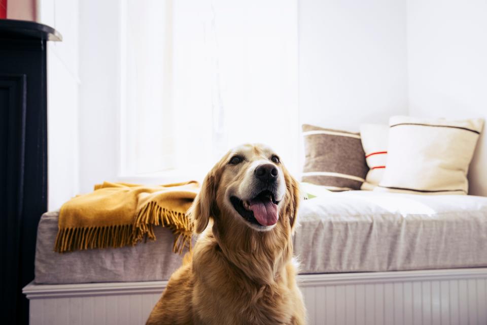 Dog sitting in front of bed at home