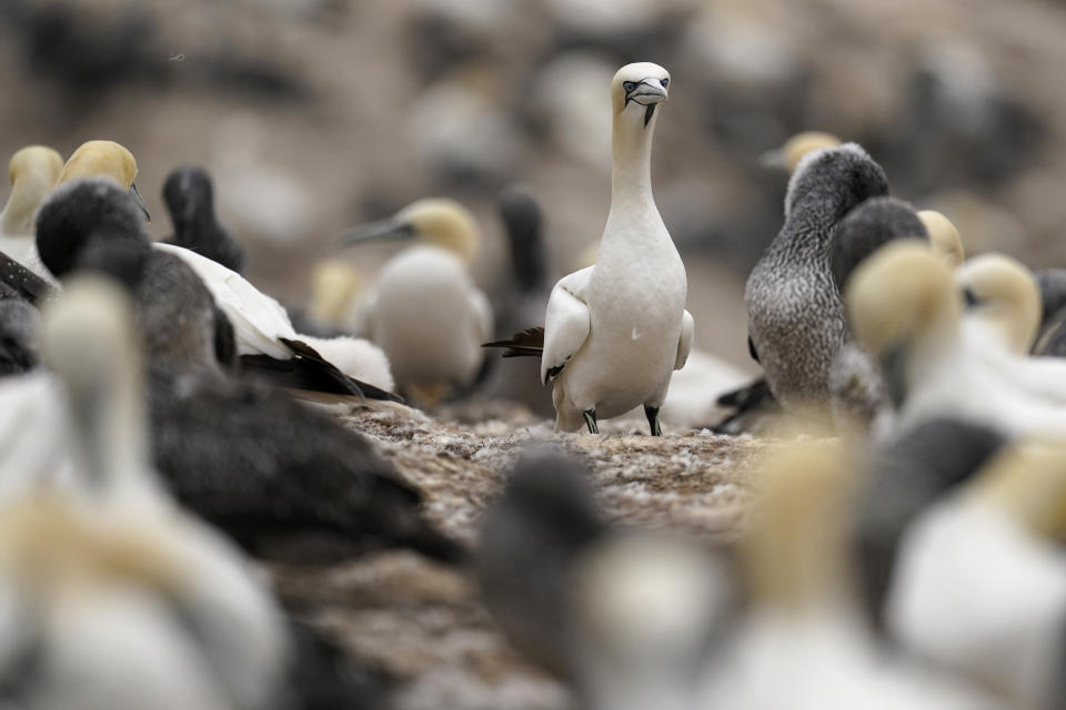 White adults and gray juvenile northern gannets nest on Bonaventure Island in the Gulf of St. Lawrence off the coast of Quebec, Canada's Gaspe Peninsula, Tuesday, Sept. 13, 2022. The small island is close to shore and home to over 100,000 gannets in the breeding season, making them the world's second largest northern gannet colony. (AP Photo/Carolyn Kaster)