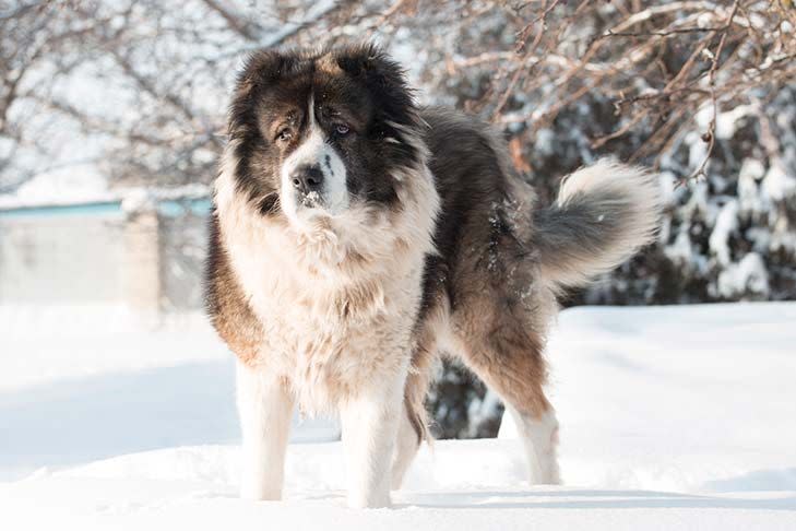 Caucasian Shepherd Dog