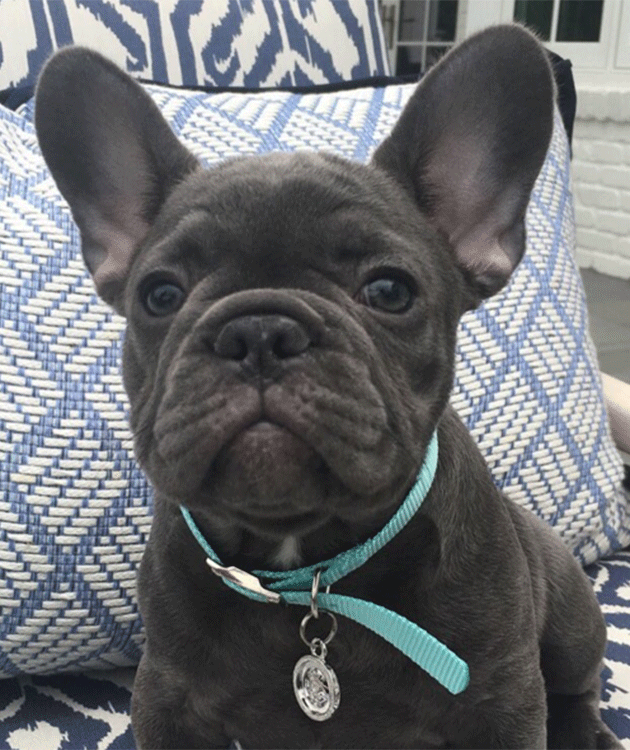 Pepper the Frenchie. Photo: Instagram