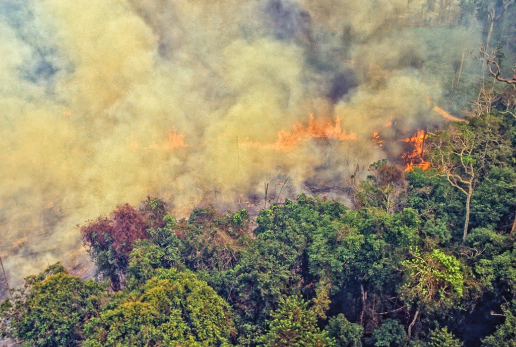 Deforestation of the Amazon rainforest has accelerated under Brazil’s far-right president, who the UK wants a trade deal with (Getty/iStock)