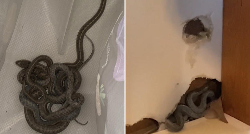 The snakes in Ms Hall's wall and a couple collected in a bag. 