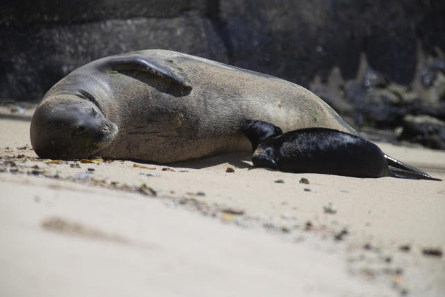 Beach birth: Hawaii blocks some Waikiki sands for seal pup