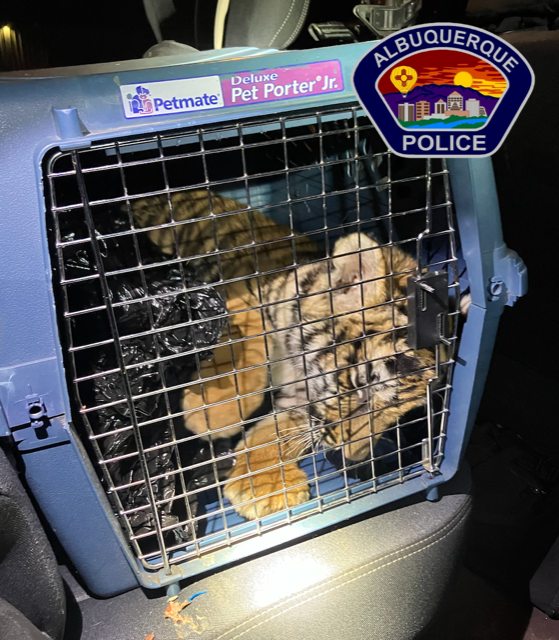 A Bengal tiger found on Tuesday, Jan. 10, 2023 in New Mexico.